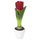 vela en caja tulipán rojo