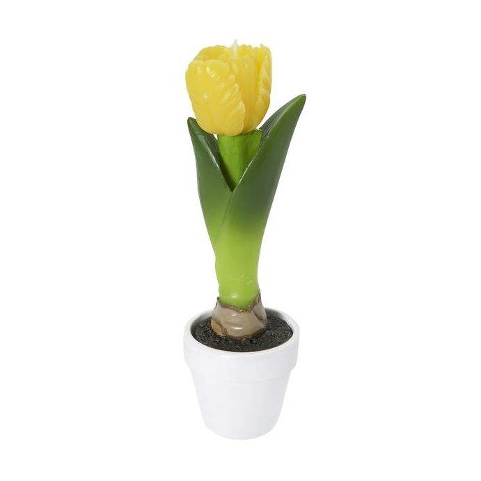 vela en caja tulipán amarillo